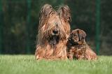 BRIARD 170